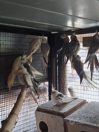 Pappagalli calopsiti adulti da riproduzione