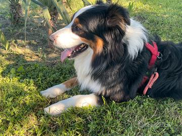 Australian Shepherd per monta/accoppiamento