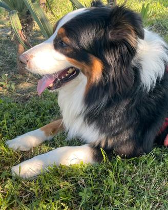 Australian Shepherd per monta/accoppiamento
