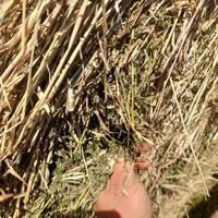 Erba medica 1°sfalcio