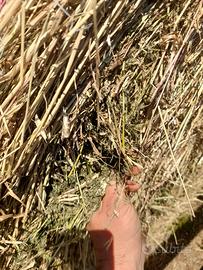 Erba medica 1°sfalcio