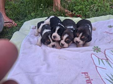 Cane Beagle