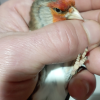Incardellato di passata . canto cardellino