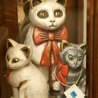 Thun gatti occhi aperti 