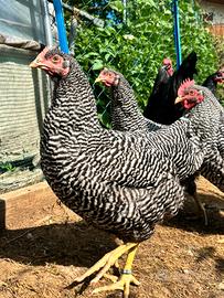 Galline amrocks