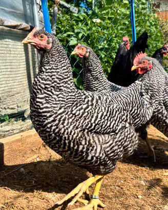 Galline amrocks