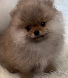 Spitz di pomerania Toy
