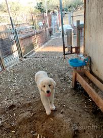 Cuccioli di pastore maremmano