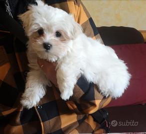 Cucciola maltese 3 mesi di vita