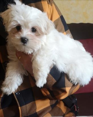 Cucciola maltese 3 mesi di vita