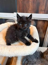 Cuccioli Maine coon