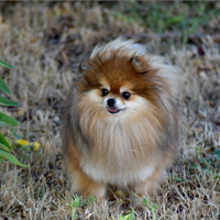 Pomerania femmina 4 anni sterilizzata