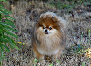 Pomerania femmina 4 anni sterilizzata