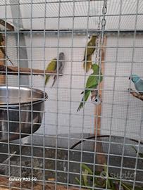 Parrocchetti dal collare