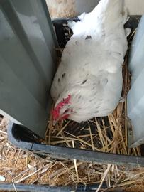 Galline ovaiole