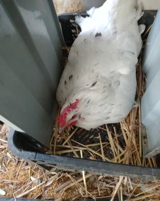 Galline ovaiole