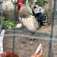 Gallo pronto per accoppiarsi