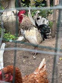 Gallo pronto per accoppiarsi