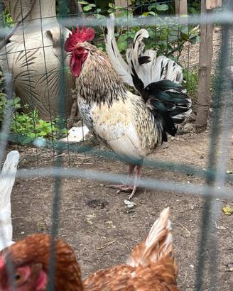 Gallo pronto per accoppiarsi