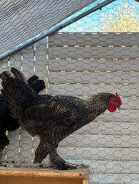 Gallo