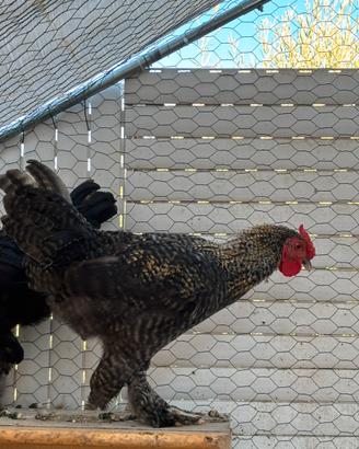 Gallo
