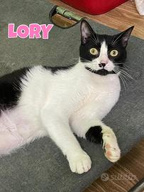 Lory gatta bianconera di 2 anni