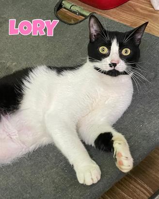 Lory gatta bianconera di 2 anni