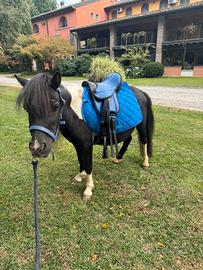 Pony