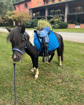 Pony