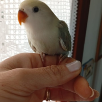 Pappagallo pappagalli inseparabile inseparabili