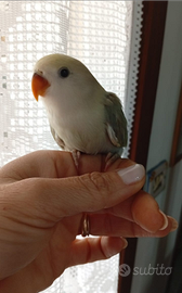 Pappagallo pappagalli inseparabile inseparabili