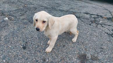 labrador 