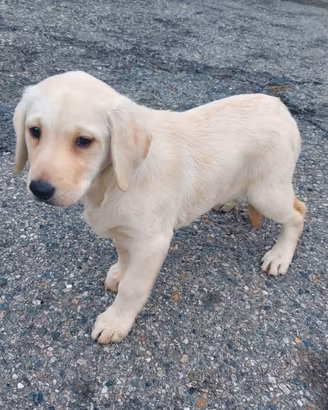 labrador 