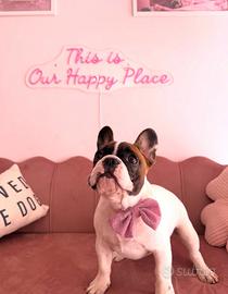 Bulldog Francese