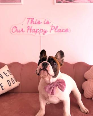 Bulldog Francese