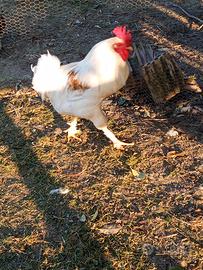 Gallo livornese