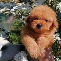 Barboncino Toy Ped Enci PAGABILE A RATE