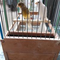 Canarini schoc Maschi