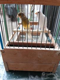 Canarini schoc Maschi