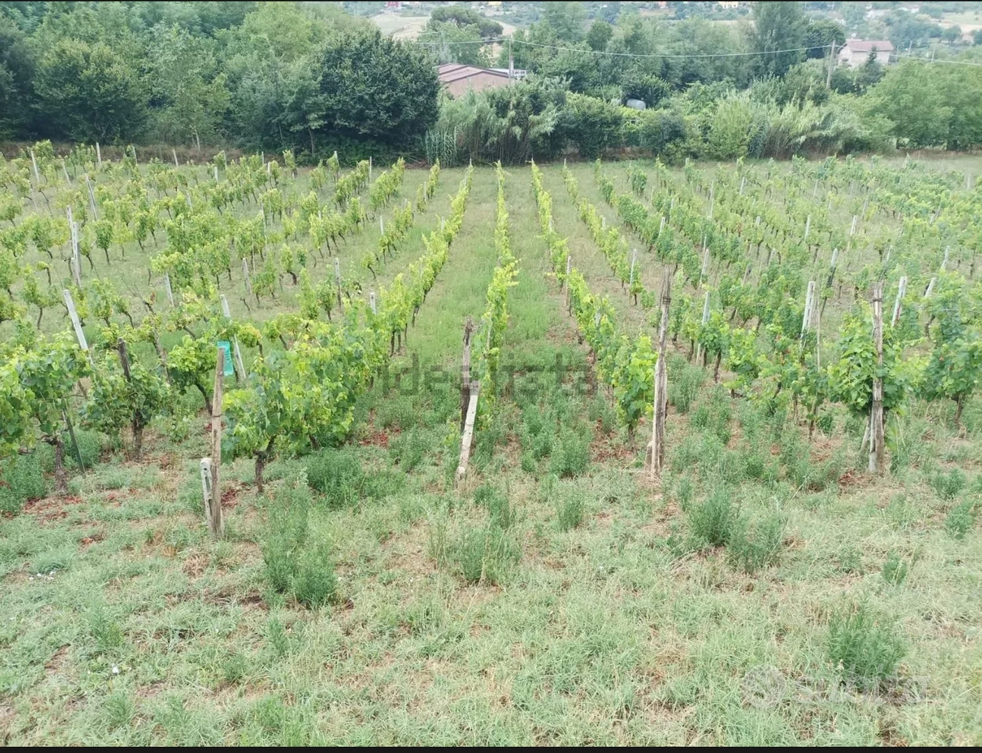 Villetta 2 piani immersa nel verde - Vista 6