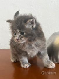 Maine Coon piccolina