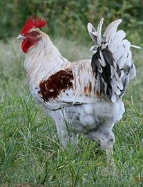 Gallo di 1 anno