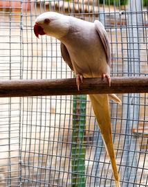 Parrocchetto dal collare viola pallid cleartail