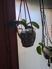 orchidee 