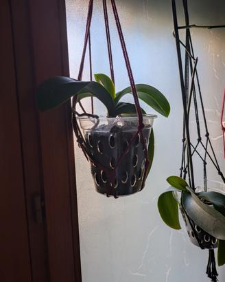 orchidee 