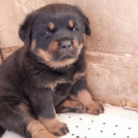 Rottweiler femmina