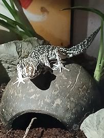 Geco Picta axanthic