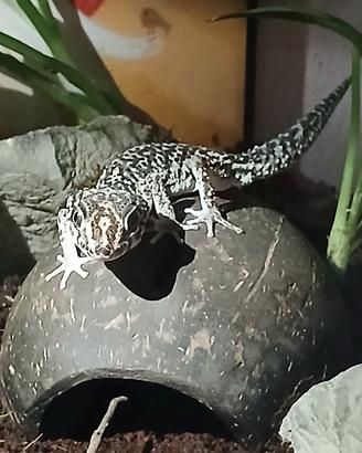 Geco Picta axanthic