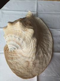 conchiglia da collezione 