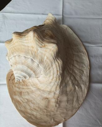 conchiglia da collezione 